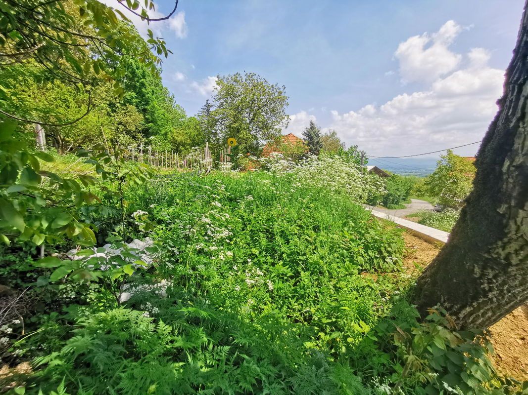 Lokacija: Notranjsko - kraška, Postojna, Strane