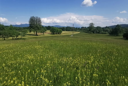 Location: Notranjsko - kraška, Postojna, Goriče