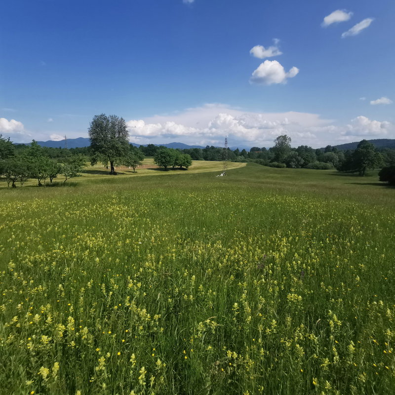 Lokacija: Notranjsko - kraška, Postojna, Goriče