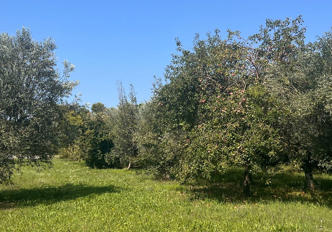 Lokacija: Obalno - kraška, Koper, Dekani