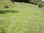 Location: Gorenjska, Jesenice, Blejska Dobrava