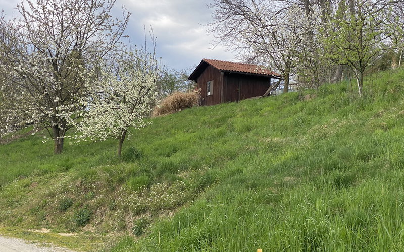 Lokacija: Podravska, Ptuj, Kicar