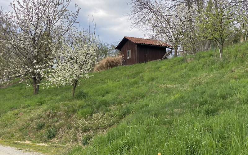 Lokacija: Podravska, Ptuj, Kicar