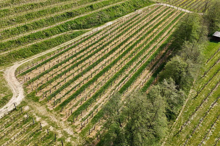 Location: Goriška, Brda, Šlovrenc