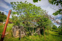 Lokacija: Jugovzhodna Slovenija, Črnomelj, Mavrlen