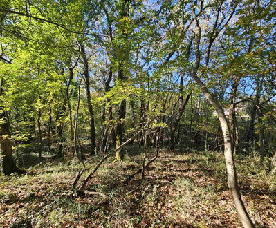 Lokacija: Obalno - kraška, Koper, Spodnje Škofije