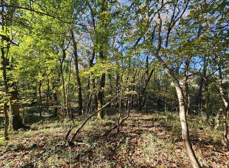 Lokacija: Obalno - kraška, Koper, Spodnje Škofije