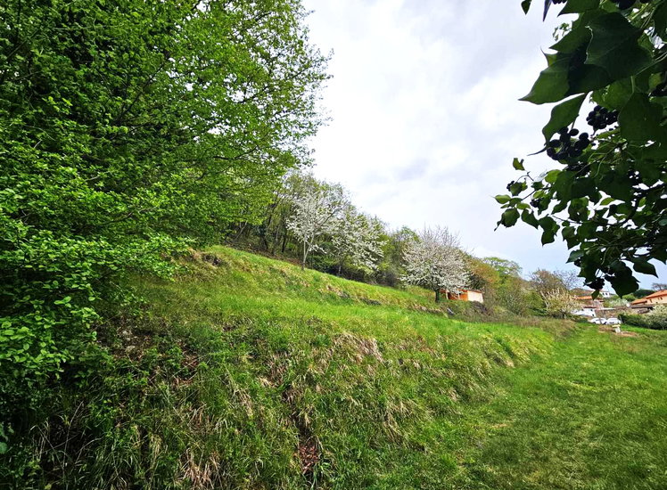 Lokacija: Obalno - kraška, Hrpelje - Kozina, Prešnica