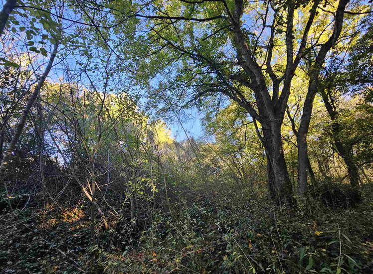 Lokacija: Obalno - kraška, Koper, Spodnje Škofije