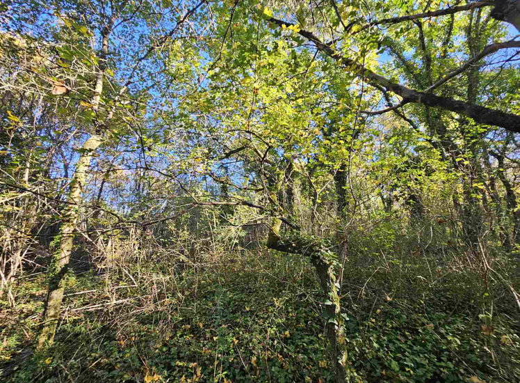 Lokacija: Obalno - kraška, Koper, Spodnje Škofije