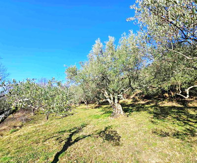 Lokacija: Obalno - kraška, Koper, Osp