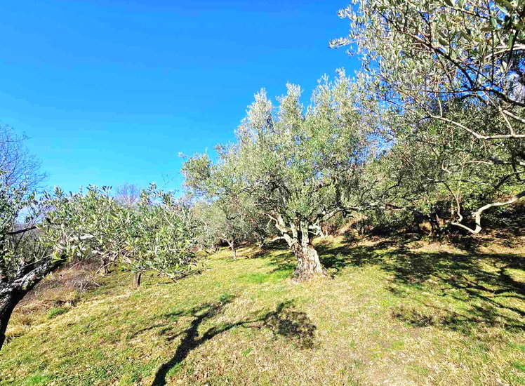 Lokacija: Obalno - kraška, Koper, Osp