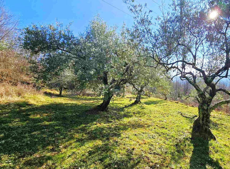 Lokacija: Obalno - kraška, Koper, Osp