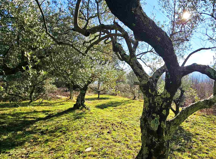 Lokacija: Obalno - kraška, Koper, Osp