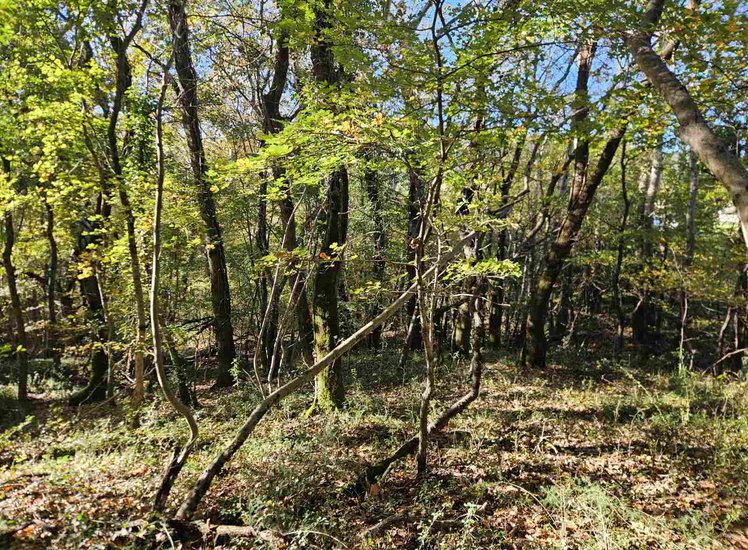 Lokacija: Obalno - kraška, Koper, Spodnje Škofije