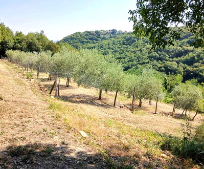 Lokacija: Obalno - kraška, Koper, Vanganel
