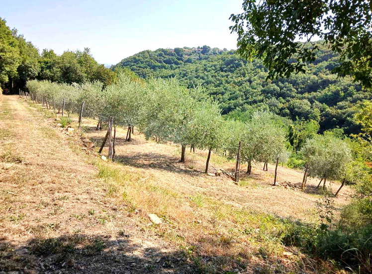 Lokacija: Obalno - kraška, Koper, Vanganel