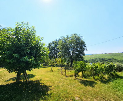 Lokacija: Obalno - kraška, Koper, Pobegi