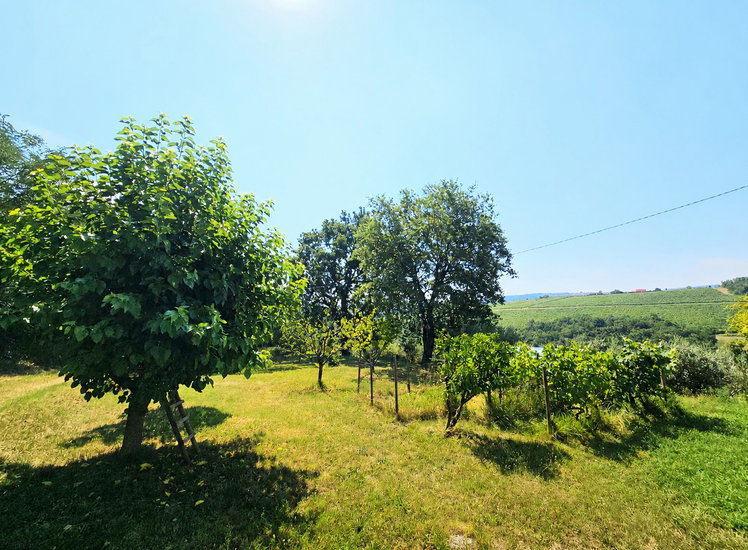 Lokacija: Obalno - kraška, Koper, Pobegi
