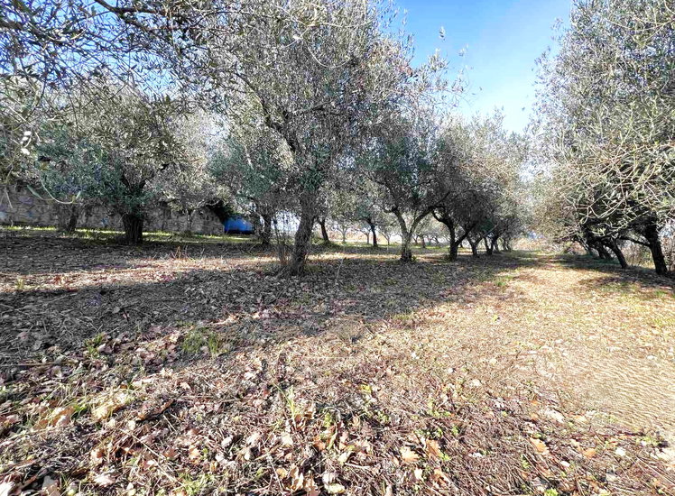 Lokacija: Obalno - kraška, Koper, Bošamarin