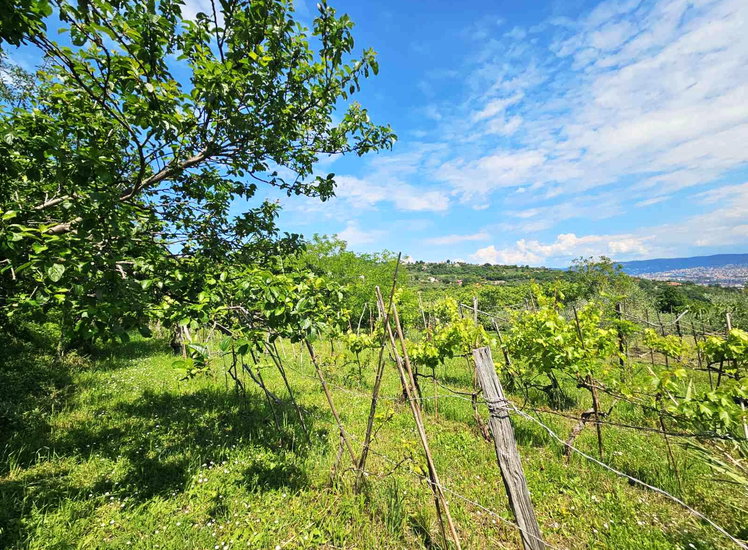 Lokacija: Obalno - kraška, Koper, Cerej