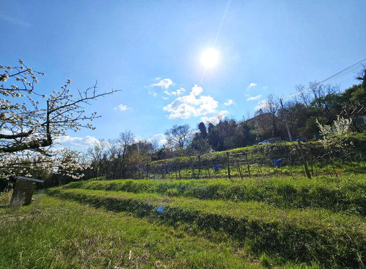 Lokacija: Obalno - kraška, Koper