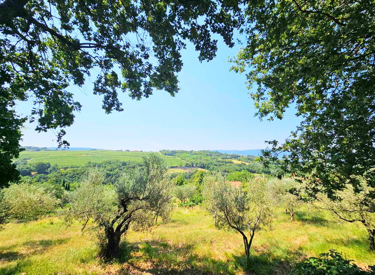 Lokacija: Obalno - kraška, Koper, Pobegi