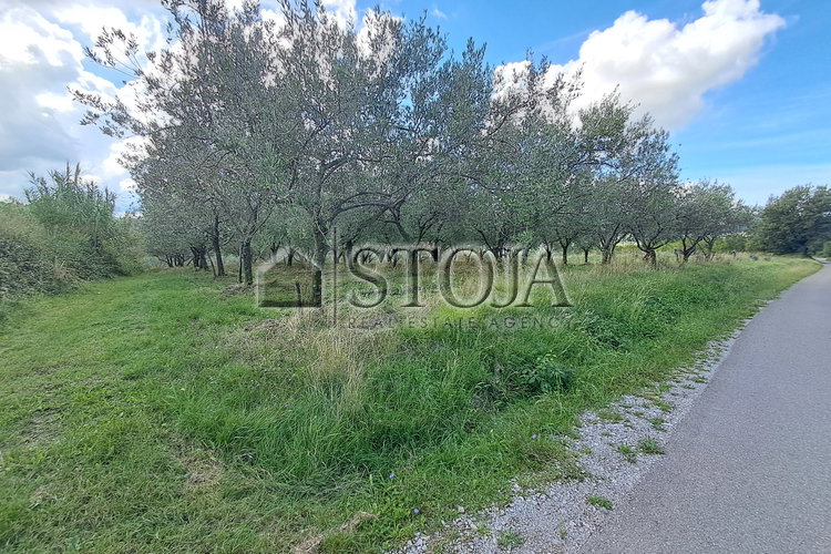 Location: Obalno - kraška, Koper, Grintovec