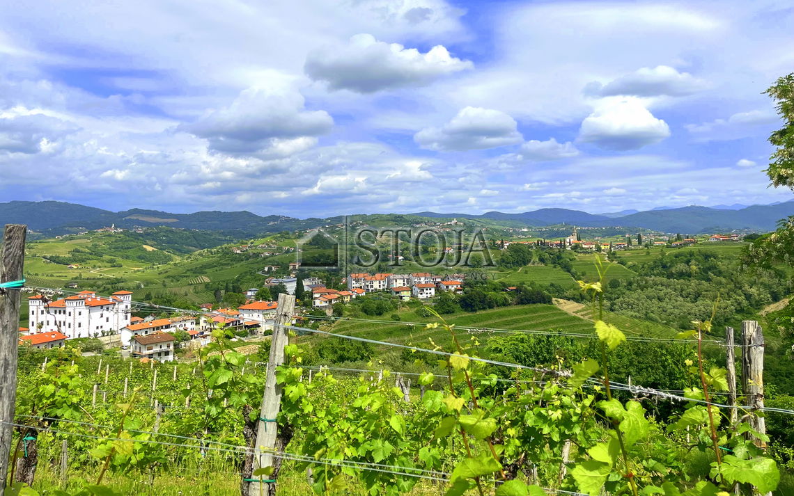 Lokacija: Goriška, Brda, Biljana